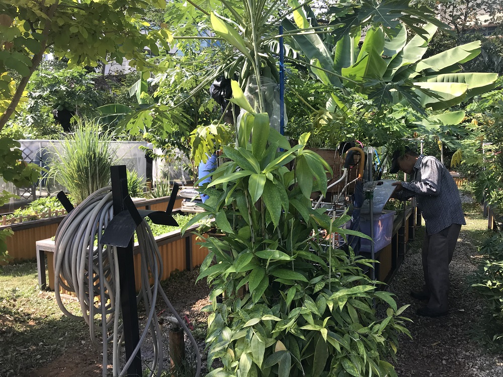 A view of allotment gardens in a national park in Singapore, where such gardens are growing in popularity as urban farming takes root March 20, 2019. u00e2u20acu201d Thomson Reuters Foundation pic