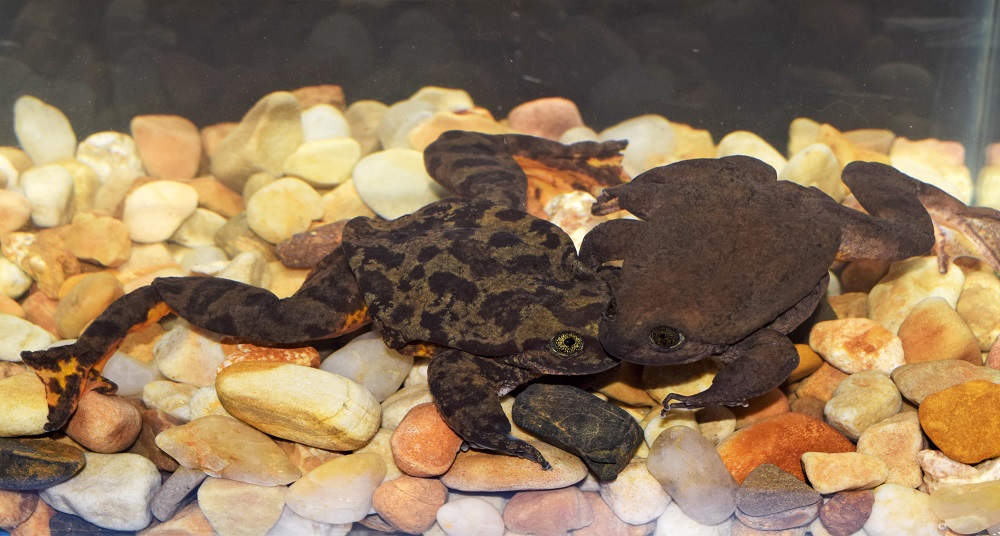 Handout photo released by the Museo Du00e2u20acu2122Orbigny shows Romeo (left) and Juliet, two Sehuencas water frogs u00e2u20acu201d a species in risk of extinction u00e2u20acu201d  taken in Cochabamba, Bolivia March 21, 2019. u00e2u20acu201d AFP pic 