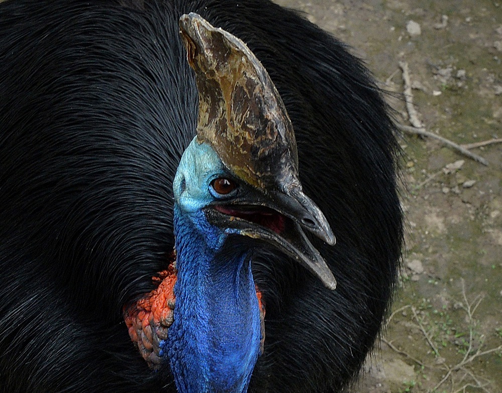 In this file photo taken on June 24, 2013 a cassowary bird that is native to Australia and New Guinea rainforests is seen in it's enclosure at the Beijing zoo. u00e2u20acu201d AFP pic  