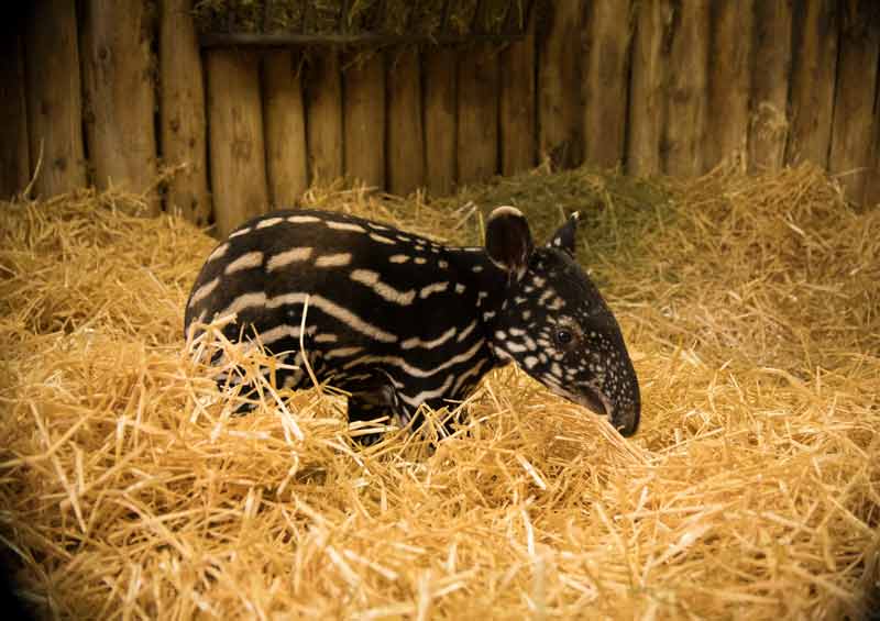 Megat was a popular resident of the Edinburgh Zoo, after its much-publicised birth on January 31. u00e2u20acu2022 Picture courtesy of the Edinburgh Zoo