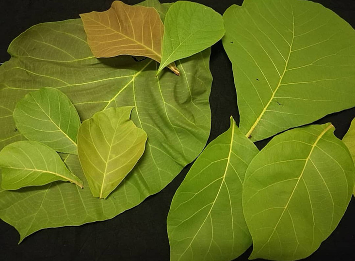Teak leaves are responsibly foraged by Masitah for her eco-printing.