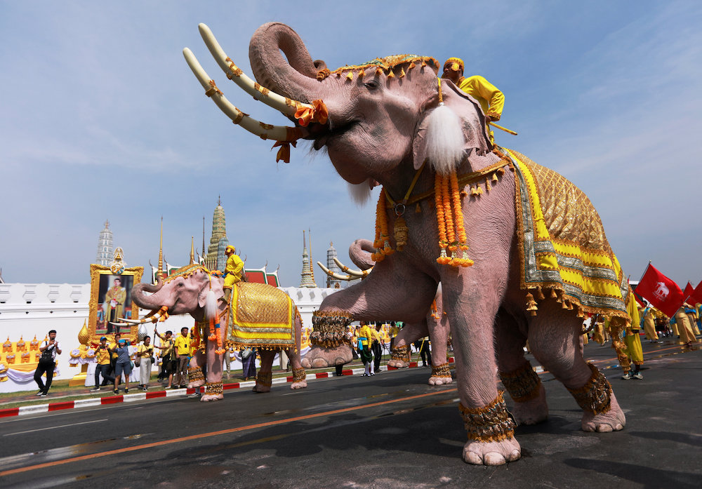 Ten elephants from Ayutthaya camp march in procession near the Grand Palace to celebrate Thai King Maha Vajiralongkorn's coronation, in Bangkok May 7, 2019. u00e2u20acu201d Reuters pic