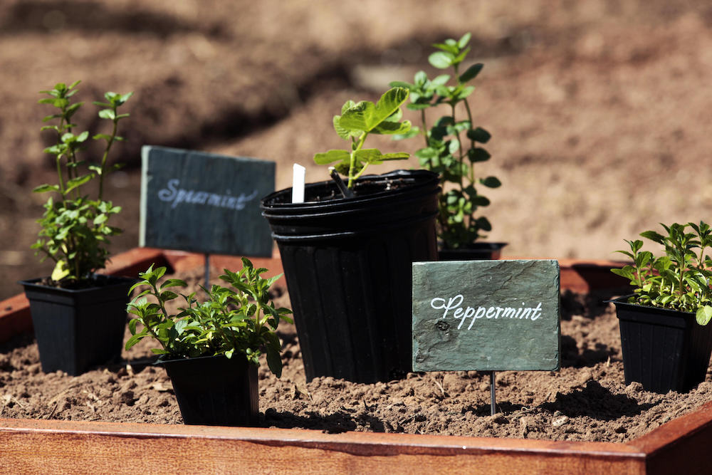 Why not gift your mum a herb garden this Mother’s Day? It would save her a few of those trips to the supermarket. — Picture by Aude GUERRUCCI/AFP/Getty Images
