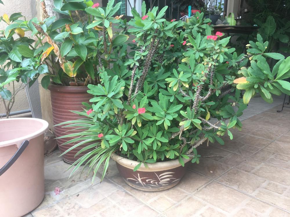 That pot with the thorny plant won’t be in that spot anymore by the end of this week! I guarantee it. — Picture by Mark Ryan Raj