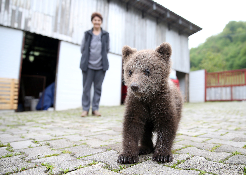 Zakir Becar's mother Sija stands behind an orphaned baby bear named u00e2u20acu02dcAidau00e2u20acu2122 in front of his house in Gunjani village near Sarajevo May 16, 2019. u00e2u20acu201d Reuters pic
