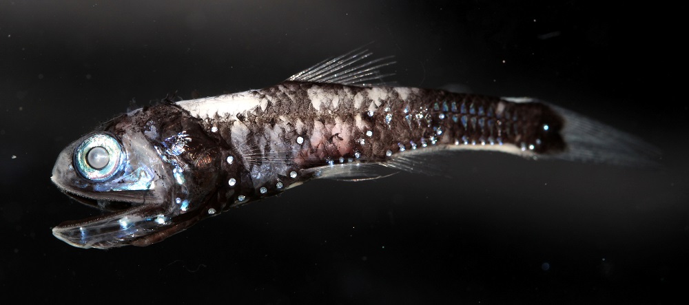 The deep-sea lanternfish (Myctophiformes) is seen in this undated image released in Prague, Czech Republic on May 9, 2019. u00e2u20acu201d Handout courtesy of Zuzana Musilova/Charles University via Reuters