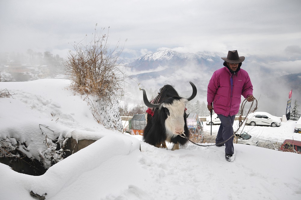 An Indian local walks with his yak on a snow-covered road during the seasonu00e2u20acu2122s first snowfall at Kufri, some 17kms from the northern hill town of Shimla on December 13, 2014. u00e2u20acu201d AFP pic