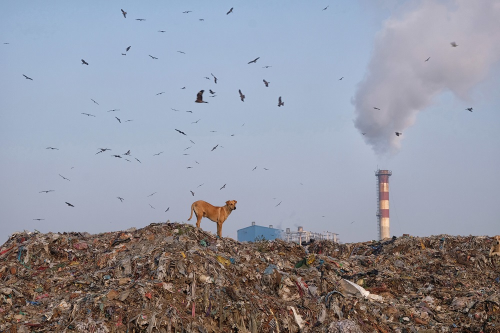 A dog stands at the top of a mountain of garbage as birds fly overhead at the Ghazipur landfill site in New Delhi. u00e2u20acu201d AFP pic