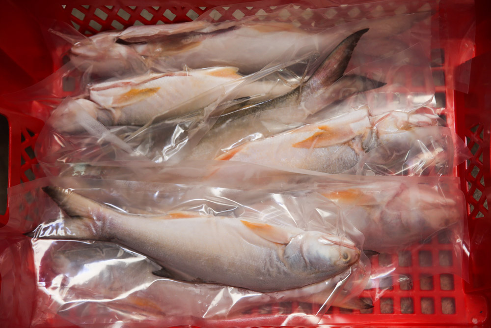 Fish is scaled and cleaned before being vacuum packed. — Picture by Choo Choy May