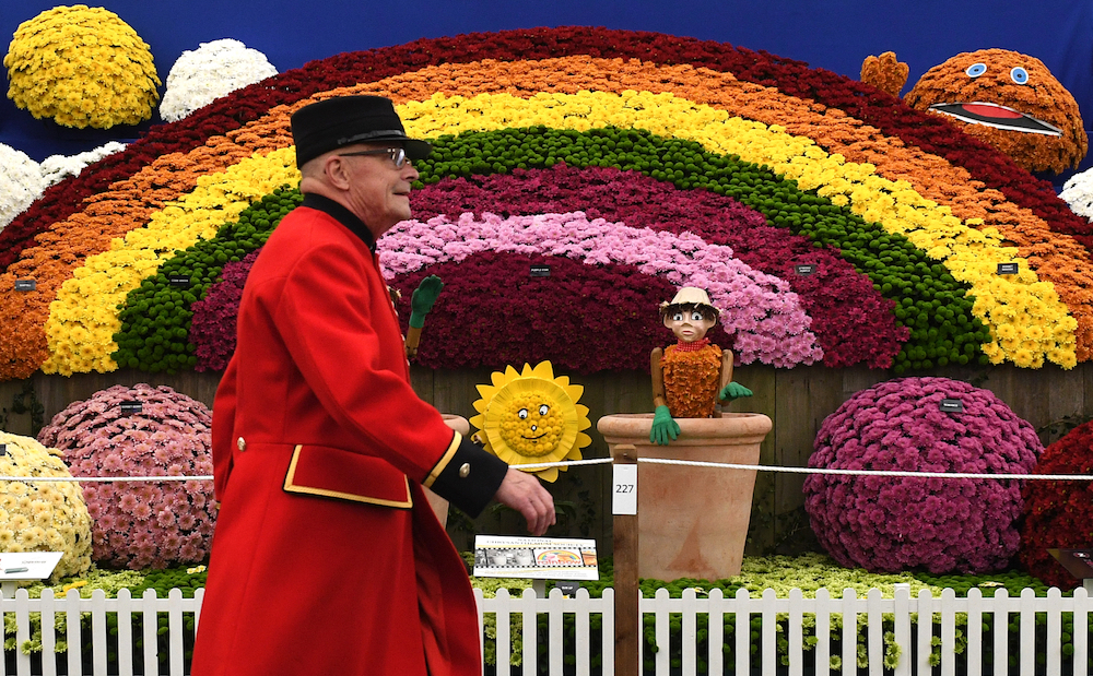 A Chelsea pensioner walks past a display of chrysanthemums, during the 2019 RHS Chelsea Flower Show in London May 20, 2019. u00e2u20acu201d AFP pic
