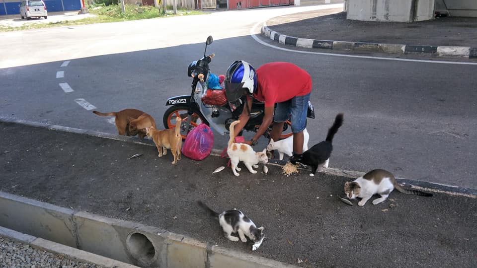 Part-time car park attendant and cleaner Anfalazie Anuar has been feeding stray cats and dogs in Bukit Mertajam for years. u00e2u20acu201d Picture via Facebook