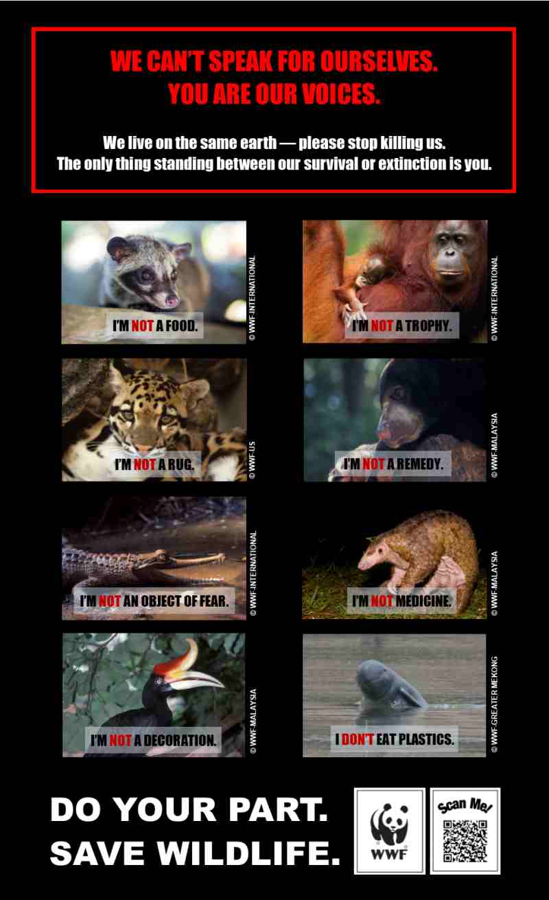 A poster of protected animals species asking people not to eat them, May 24, 2019. u00e2u20acu2022 Picture courtesy of Sarawak WWF-Malaysia
