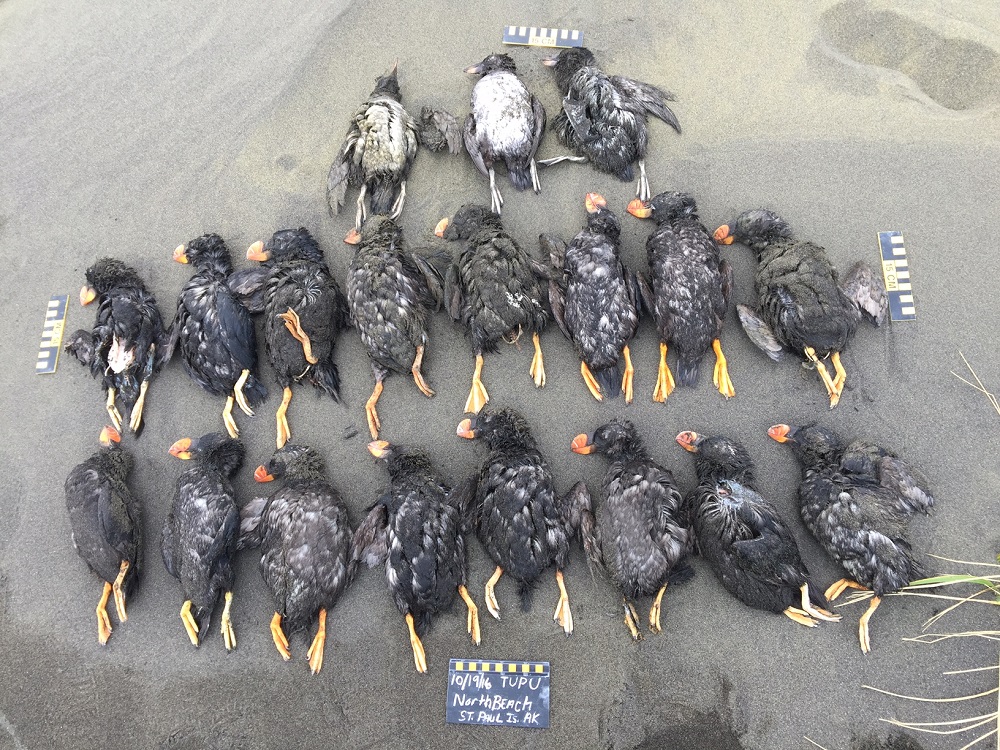 This picture released on May 29, 2019 shows 19 tufted puffins found on North Beach, St Paul, Pribilof Islands, Alaska. u00e2u20acu201d Aleut Community of St Paul Island Ecosystem Conservation Office/AFP pic