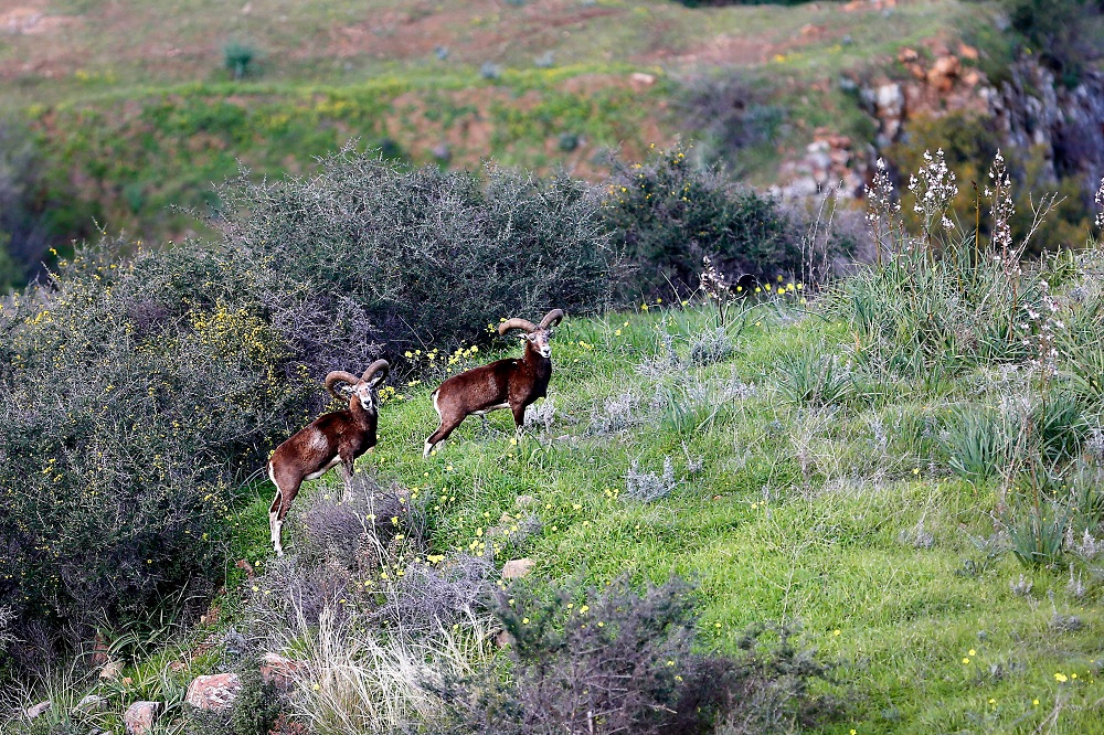 This picture taken on February 13, 2019, shows Cypriot mouflons inside the buffer zone that slices between Cyprus and the Turkish-occupied north, near Variseia, some 70km west of the capital Nicosia. u00e2u20acu2022 AFP pic         