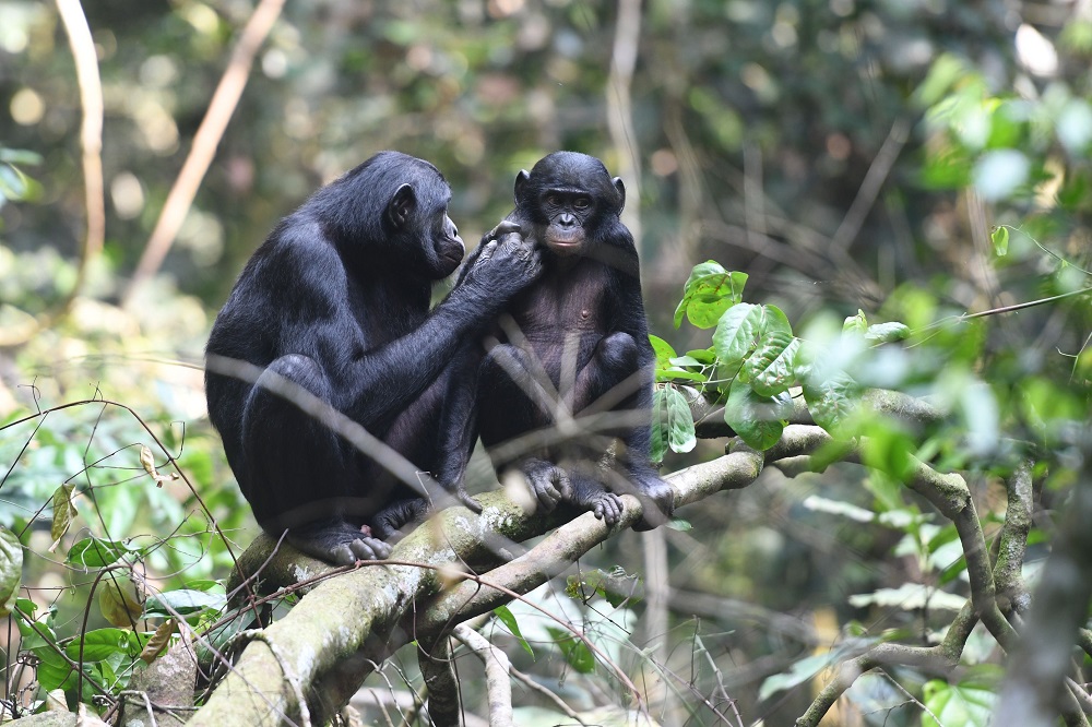 In this May 20, 2019 photo, a young juvenile male bonobo is groomed by his mum in the Kokolopori Bonobo Reserve in the Democratic Republic of the Congo. u00e2u20acu201d Martin Surbeck/Max Planck Institute for Evolutionary Anthropology/AFP pic 