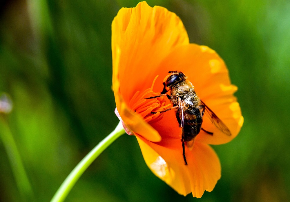 In this file photo taken on June 8, 2018 a bee gathers pollen near Godewaersvelde France. u00e2u20acu201d AFP pic 