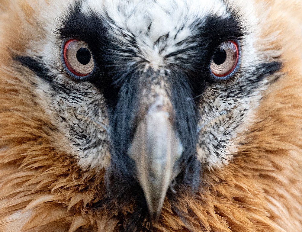 A bearded vulture is pictured in its enclosure of the zoo in Berlin March 7, 2019. u00e2u20acu201d AFP pic 