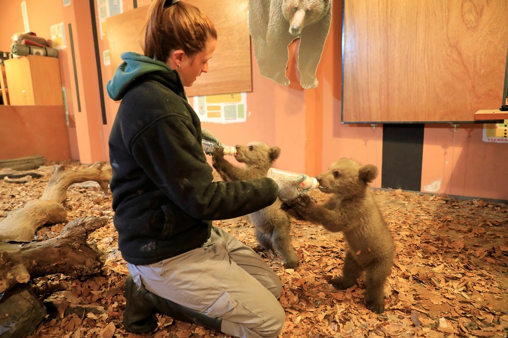 Melina Avgerinou, caretaker at NGO Arcturos, feeds two brown bear cubs at a bear sanctuary in the village of Nymfaio, near Florina, Greece May 4, 2019. u00e2u20acu201d Reuters pic