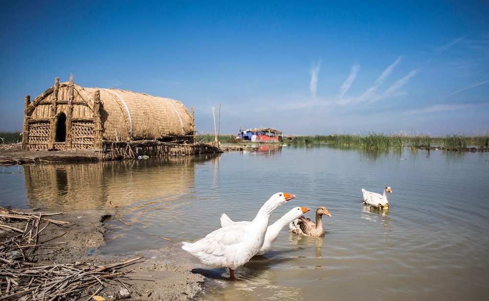 This picture taken on March 29, 2019, shows geese swimming in the marshes of the southern Iraqi district of Chibayish in Dhi Qar province, about 120km northwest of the southern city of Basra. u00e2u20acu201d AFP pic          