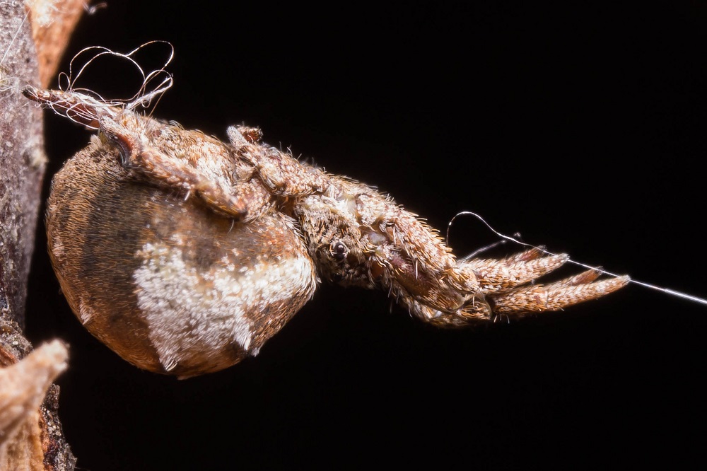 This recent undated handout photograph obtained May 13, 2019 courtesy of the University of Akron shows the Hyptiotes cavatus spider holding its web in tension, the anchor line at left, and the trap line (connected to main web) at right. u00e2u20acu201d AFP pic       
