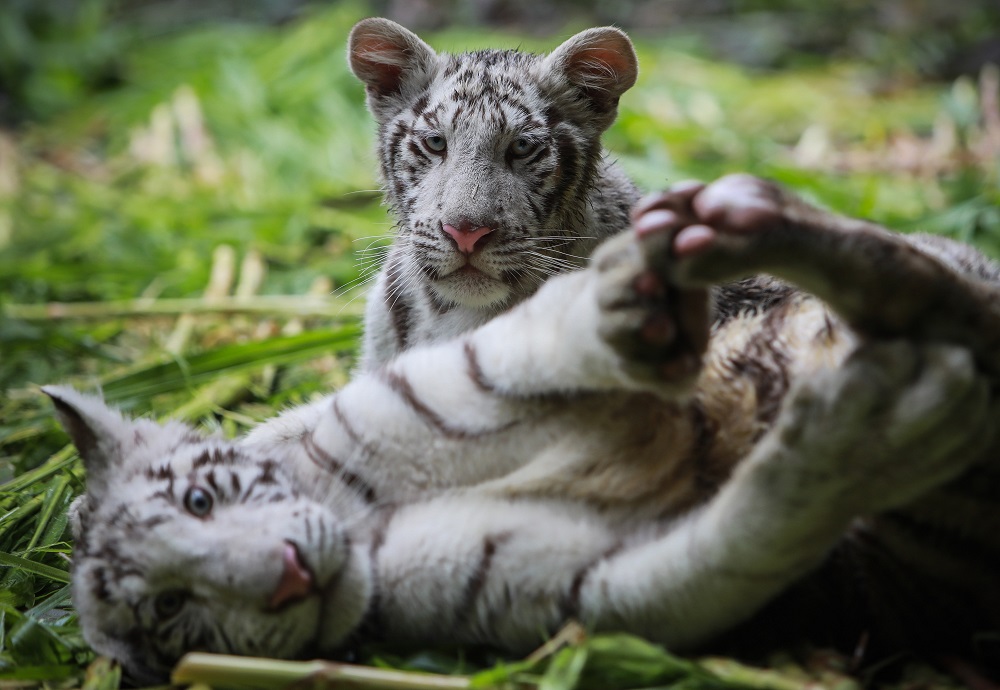 Halime, a female white tiger, and Osman, a male white tiger, (Panthera tigris) of 5 months old and brought from Mexico are pictured resting at the National Zoo of Masaya about 16km from Managua May 27, 2019. u00e2u20acu201d AFP pic