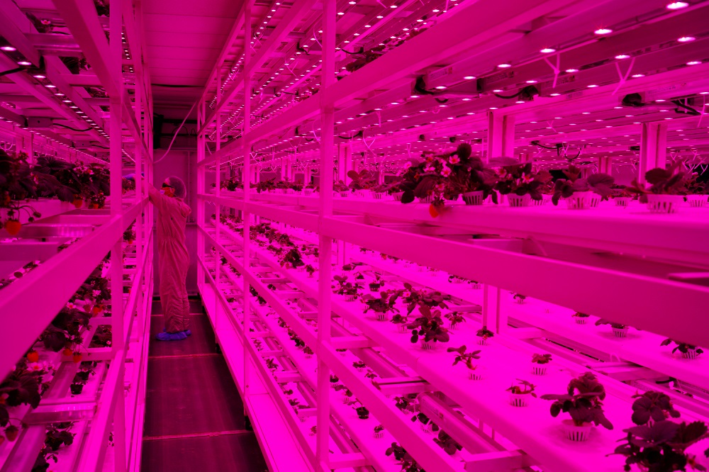 An employee pollinates strawberry plants at Sustenir Agricultureu00e2u20acu2122s indoor farm in Singapore May 24, 2019. u00e2u20acu201d Reuters pic