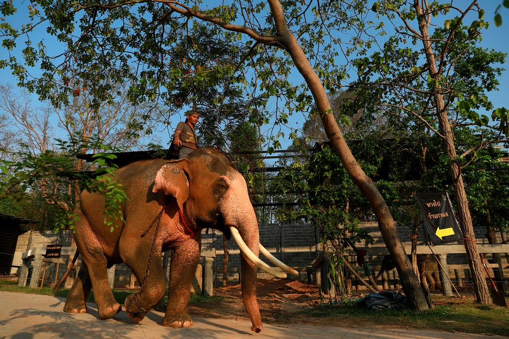 Plai Ekachai, 33, who will become the first u00e2u20acu02dcwhiteu00e2u20acu2122 elephant to be discovered under the reign of King Rama X, also known as Maha Vajiralongkorn, does his daily walking exercise in Maha Sarakham, Thailand April 25, 2019. u00e2u20acu201d Reuters pic      