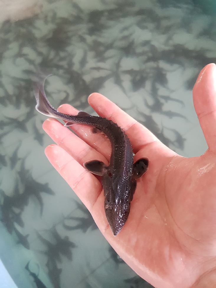 At the farm, this four-month-old sturgeon fish is grown from fertilised eggs. — Picture courtesy of T'lur Caviar