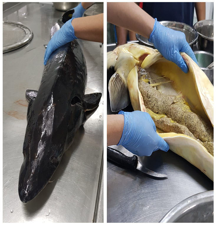 The sturgeon fish can grow to a whopping size, like this five year old fish that weighs 20 kilograms (left). Caviar is harvested by slaughtering the sturgeon fish. — Picture courtesy of T'lur Caviar