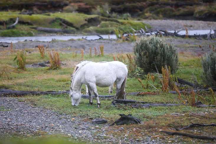 A wild horse grazing in the Tierra del Fuego National Park