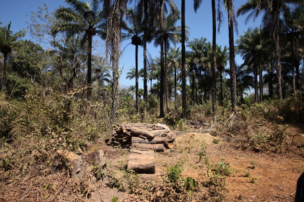 A pile of cut rosewood lies on the ground in the forest near Gamamadu village, Guinea-Bissau February 5, 2019. u00e2u20acu2022 Thomson Reuters Foundation pic