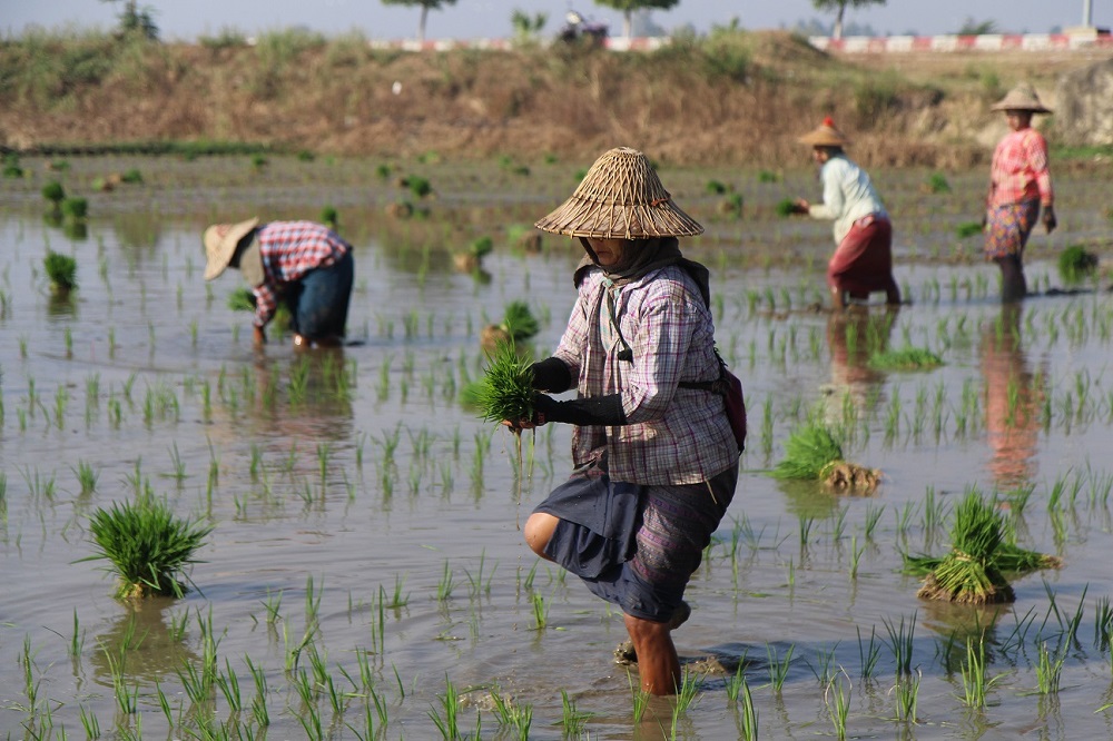 Women farm workers planting rice by hand in flooded fields near the capital Naypyitaw in central Myanmar February 15, 2019. u00e2u20acu201d Thomson Reuters Foundation pic