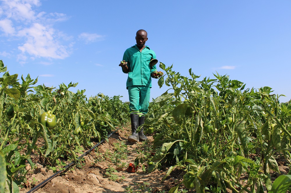 Horticulture farmer Prosper Chikwara walks through his green pepper field under irrigation outside Bulawayo, Zimbabwe February 25, 2019. u00e2u20acu201d Thomson Reuters Foundation pic