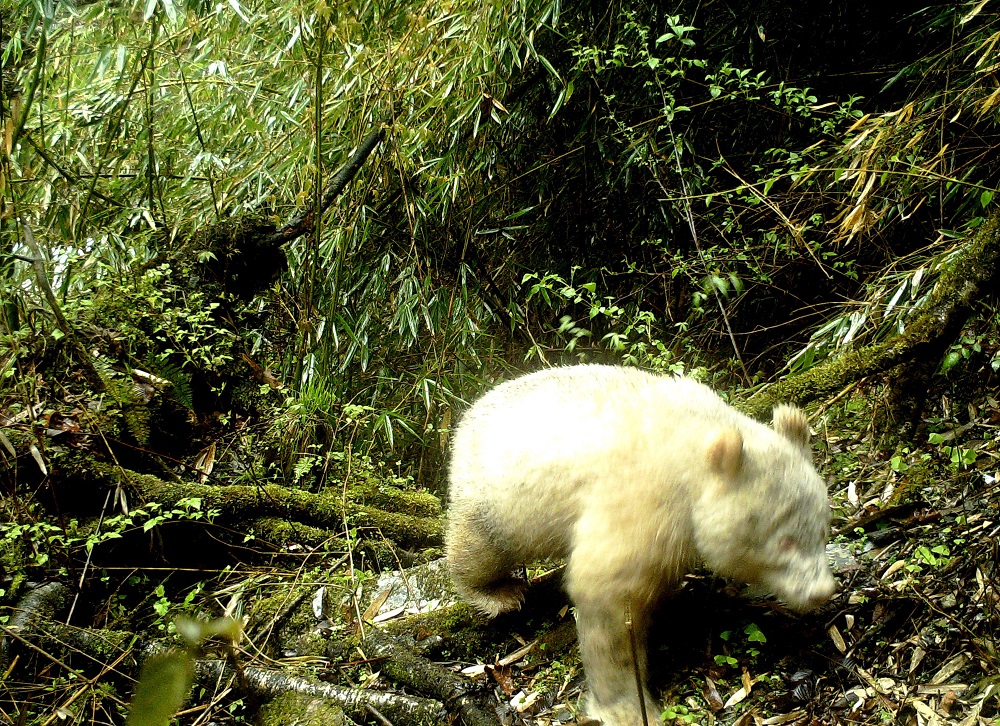 This handout photograph taken on April 20, 2019 and released on May 26, 2019 shows a rare all-white giant panda in the Wolong National Nature Reserve in Wenchuan County, southwest Chinau00e2u20acu2122s Sichuan province. u00e2u20acu201d Wolong National Nature Reserve/AFP pic