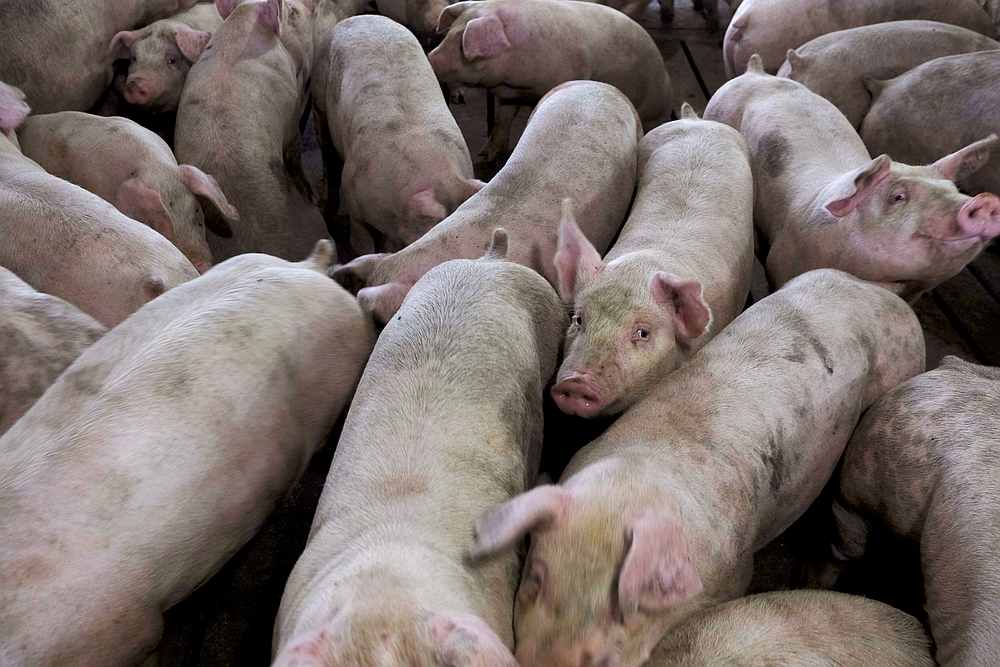 A group of pigs from Cher Pork Farms is seen in Lone Rock, Iowa August 28, 2018. u00e2u20acu201d Reuters pic