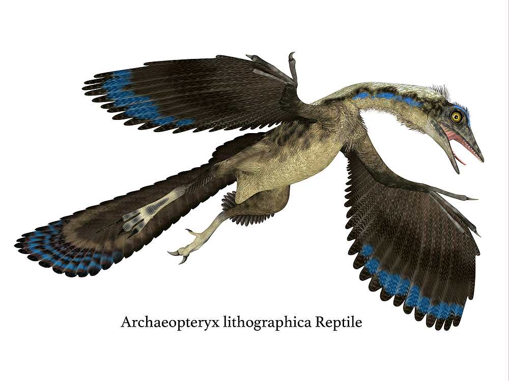 Discovered in 1861, Archaeopteryx u00e2u20acu201d a small feathered dinosaur that lived in marshland around 150 million years ago u00e2u20acu201d was widely considered to be the oldest flying bird. u00e2u20acu201d CoreyFord/IStock.com pic via AFP