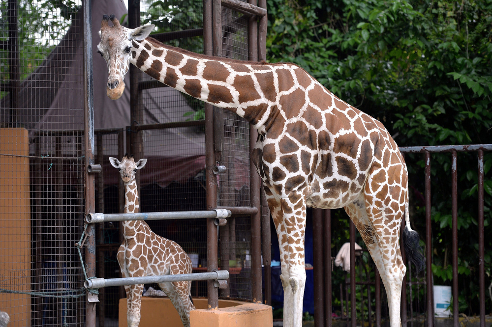 Zoo Negara has a new addition following the birth of a female giraffe calf on April 18. The calf is seen here on May 12, 2019. u00e2u20acu201d Bernama pic