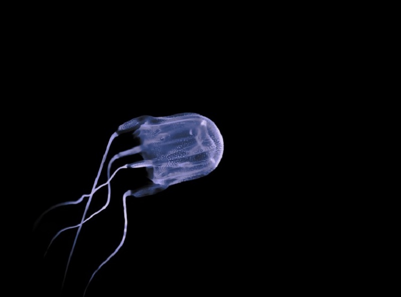 A screengrab of a box jellyfish as shared on Twitter by the University of Sydney.