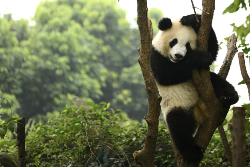 Researchers have built a database with over 120,000 images and 10,000 video clips of giant pandas that would allow them to correctly identify individual animals. u00e2u20acu2022 AFP pic