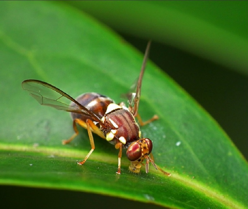 A screengrab of a species of fruit fly as shared by the Twitter handle @Australian Farmer. 