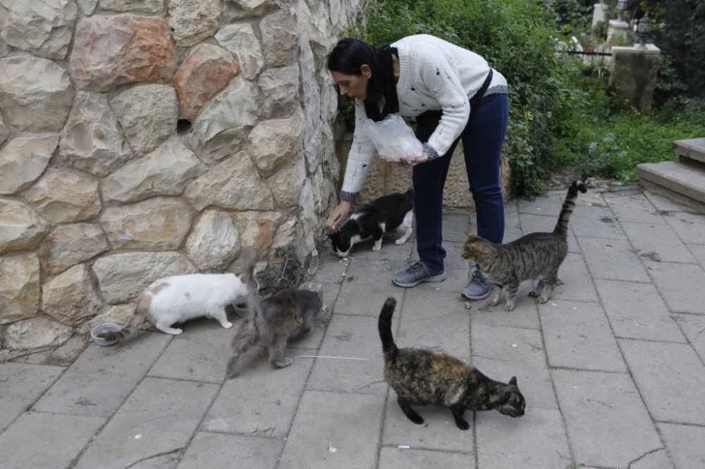 Ilana Ben Joya feeds stray cats near her home in Jerusalem on March 12, 2019. u00e2u20acu2022 AFP pic
