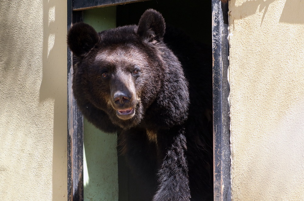 A black bear walks around an enclosure on April 10, 2019, at the sanctuary in Jerash, some 50 kilometres north of the Jordanian capital. u00e2u20acu201d AFP pic
