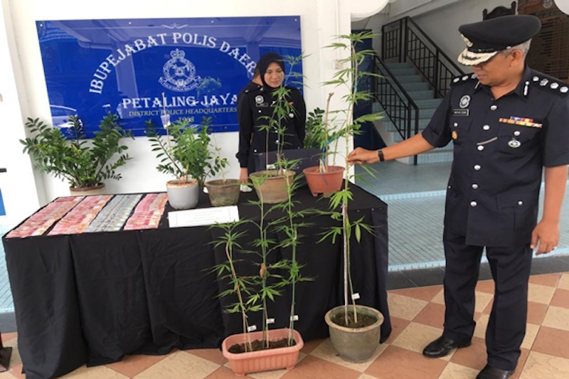 Some of the seized marijuana plants and currency are displayed at the PJ police headquarters. u00e2u20acu201d Picture via Twitter/Bernamadotcom
