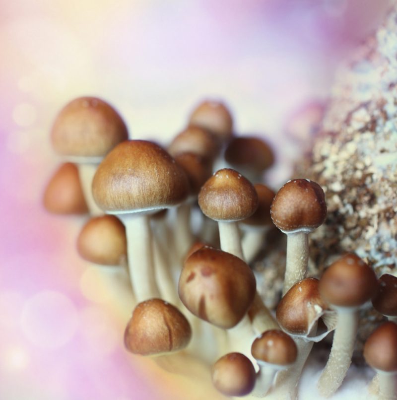 Proponents point to studies that say psilocybin is not considered addictive and could be used against depression or opioid addiction, which causes thousands of deaths in the US each year. u00e2u20acu2022 AFP pic