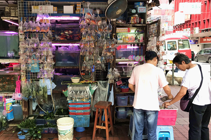 'Kam Yu Gai' literally means “Goldfish Street” in Cantonese.