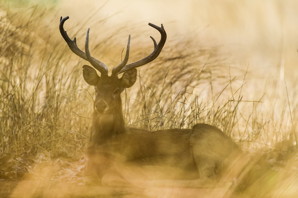 This photo taken on May 6, 2019 shows an Eldu00e2u20acu2122s deer resting in the Shwe Settaw nature reserve in Magway region. u00e2u20acu201d AFP pic      