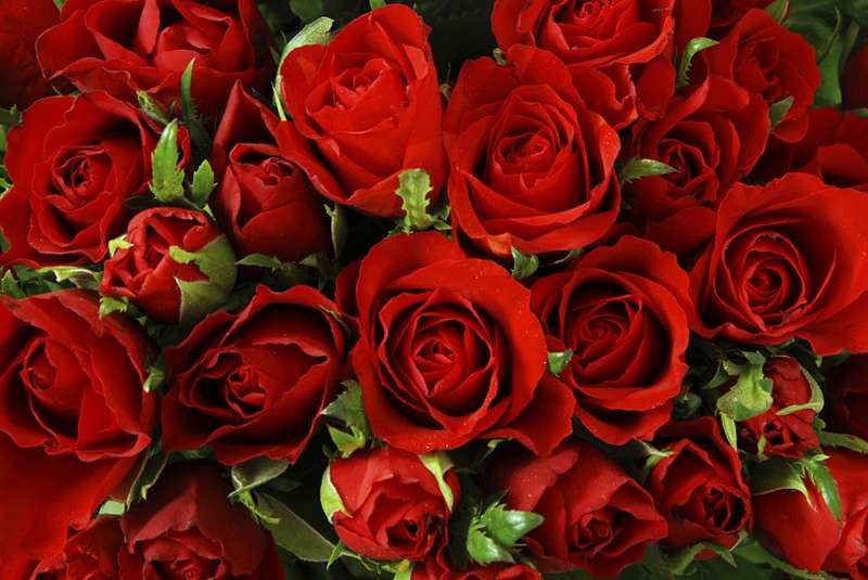 Children examined within 81 days after the harvest were three times more likely to have hypertension than children examined between 91 and 100 days. u00e2u20acu2022 AFP pic