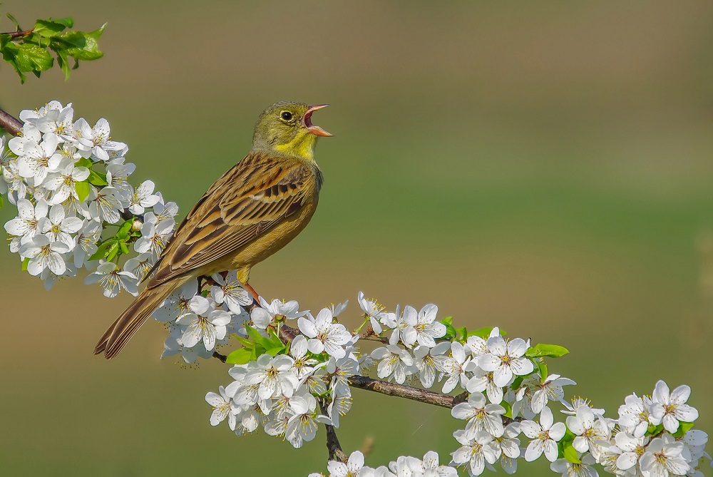 An undated photo courtesy Simonas Minkevicius for Science Advances obtained May 22, 2019 shows a male ortolan bunting in Lithuania. u00e2u20acu201d Simonas Minkevicius/Science Advances/AFP pic