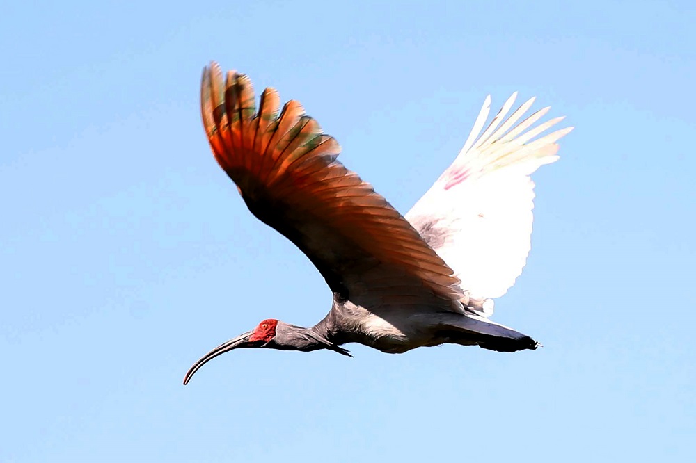 A crested ibis, which was bred in a restoration centre, flies as the bird is released into the wild of Upo wetland in Changnyeong, 350 kilometres southeast of Seoul, on May 22, 2019. u00e2u20acu201d AFP pic          