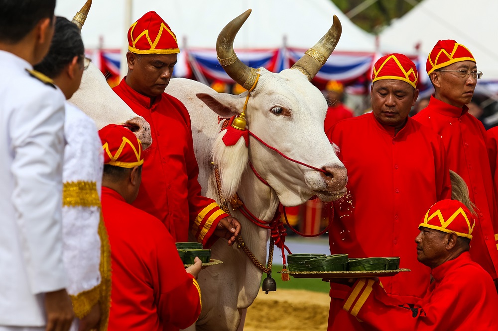 Participants perform a ritual with an oxen during the annual royal ploughing ceremony presided by Thai King Maha Vajiralongkorn near the Grand Palace in Bangkok May 9, 2019. u00e2u20acu2022 AFP pic         